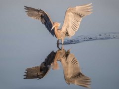 Gordon Mills-Reddish Egret-Very Highly Commended.jpg